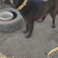 واگذاری سگ قدرجونی اصیل|سگ|کرمانشاه, |دیوار