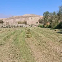 یونجه خالص پشه دورا پرس شده|خدمات باغبانی و درختکاری|اردبیل, |دیوار