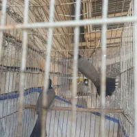 غناری|پرنده|کارون, |دیوار