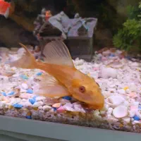 ماهی لجنخوارشکلاتی|ماهی|مشهد, عبادی|دیوار