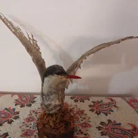 پرنده تزئینی