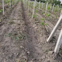 کارگری کنترات روز مزدهرکاری باشه