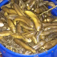 فروش خیارشور محلی با تعم مزه بسیار عالی|خوردنی و آشامیدنی|شیراز, دست خضر|دیوار