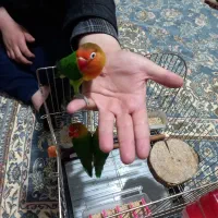 طوطی برزیلی عروس هلندی پرنده قناری مرغ عشق کفتر