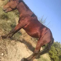 اسب دره شور