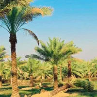 بانک ژنتیک نخل ایران تنهامرجع رسمی|خدمات باغبانی و درختکاری|تهران, مشیریه|دیوار
