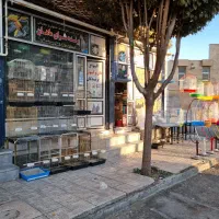 سهره مینا راهب|پرنده|خوی, |دیوار