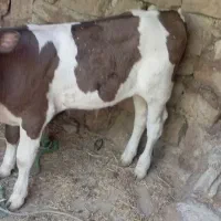گوساله نرسمینتال