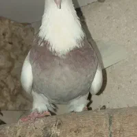 کبوتر طوقی ماده