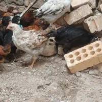 جوجه