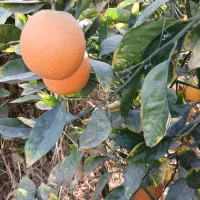 ناول کوهستان درجه یک فی ۱۲۰