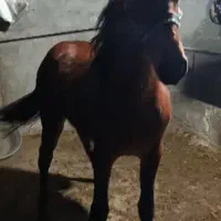 کره نریان ۲۳ ماهه|اسب و تجهیزات اسب‌سواری|طاهرگوراب, |دیوار