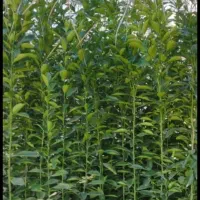 لیمو درنمونه های مختلف