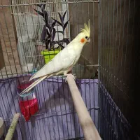عروس هلندی مولدماده