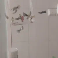 گوپی|ماهی|مشهد, کارگران|دیوار