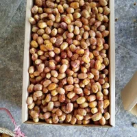 فروش انواع خرمایی کبکاب.خاصه  ‌وژاهدی|عمده‌فروشی|زرندیه, |دیوار