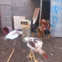 خروس لاری|حیوانات مزرعه|رشت, پیرکلاچای|دیوار