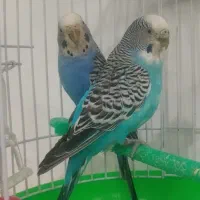 جفت مرغ عشق (خاص)|پرنده|قائن, |دیوار