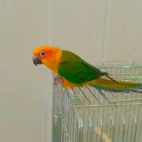 پرنده طوطی|پرنده|میبد, |دیوار