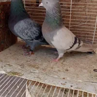 کفتر ده عدد حسابی پرشی