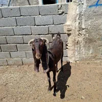بزپاکستانی ۱۱به بالا نربز خوب|حیوانات مزرعه|تهران, سعیدآباد|دیوار