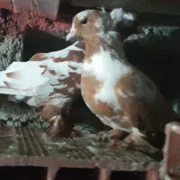 چهارتا کبوترشامی وککیلی