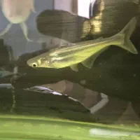 معاوضه ماهی با ماهی|ماهی|شیراز, دروازه اصفهان|دیوار