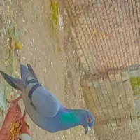 کبوتر نامه بر