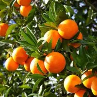 پرتقال تامسون