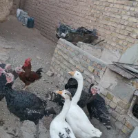 عروس غاز  بوقلمون