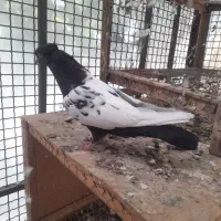 ماده سینه سیاه وماده طوقی