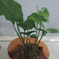 گل سینگونیوم خرگوشی پرپشت|گل و گیاه طبیعی|ارومیه, |دیوار