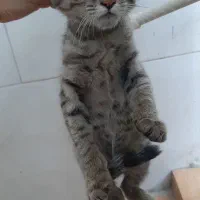 رایگان بچه گربه کوچولو ماده