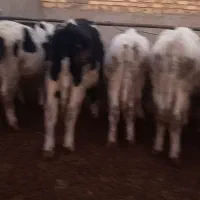 گوساله نر ۲۵۰|حیوانات مزرعه|شال, |دیوار