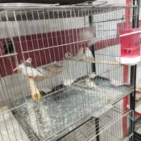 پرنده|پرنده|یزد, |دیوار