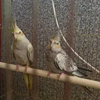 عروس هلندی|پرنده|شیراز, احمدآباد|دیوار