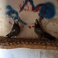 کبوتر اصفهانی گم کردم