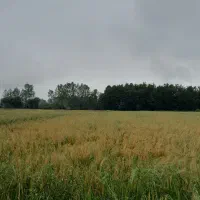 فروش-زمین-زراعی-600