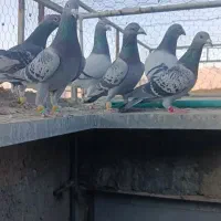 کبوتر پلاکی ب شرط هوا زدوخوردی