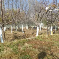 هرس فرم دهی و باردهی درختان میوه توسط استاد هرس