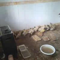 جوجه اردک ۲/۵ من ماهه واکسن زده سالم و سر حال|حیوانات مزرعه|نکا, |دیوار