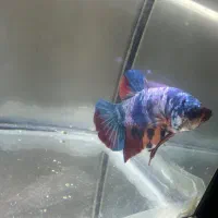 تخفیف ۲۰٪ فایتر به مناسبت بلک فرایدی|ماهی|رشت, کاکتوس|دیوار