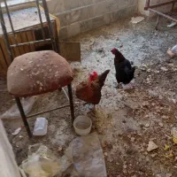 مرغ وخروس تزینی|حیوانات مزرعه|اصفهان, امامزاده اسماعیل|دیوار