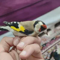 سهره نر غریب سفید