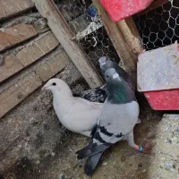 5تا کفتر قلدر ب ظمانت همه چی