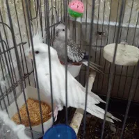 یک جفت عروس هلندی سخنگو