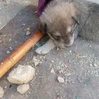 سگ ننه بابا دار خوب|سگ|تهران, سوهانک|دیوار