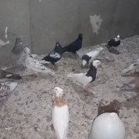 کبوتر رنگی|پرنده|اهواز, کیانشهر|دیوار