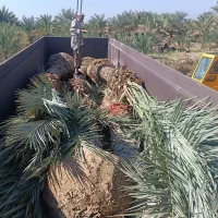 خرید فروش نخل وارسال|خدمات باغبانی و درختکاری|شادگان, |دیوار