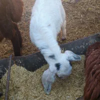 دو عدد بزغاله نروماده|حیوانات مزرعه|تبریز, |دیوار